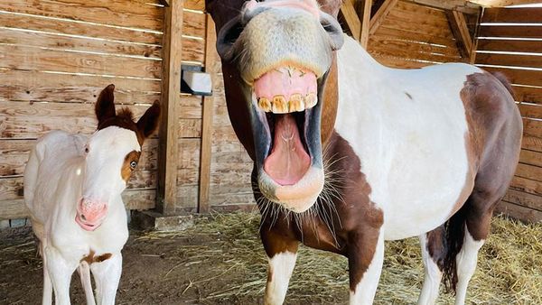 Ngakak, Foto Konyol Hewan Jawara Comedy Pet Photo Awards