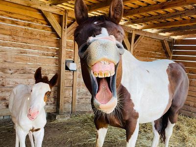 Ngakak, Foto Konyol Hewan Jawara Comedy Pet Photo Awards