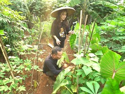 Lihat Kebun Ayah Ojak, Penuh dengan Sayur dan Buah!