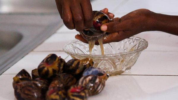 Wow! Di Negara Ini Harga Bekicot Lebih Mahal dari Daging Sapi