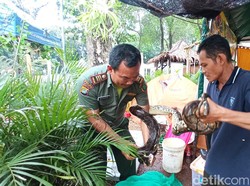 Cerita Polisi Hutan, Rela Digigit Monyet Sampai Ular