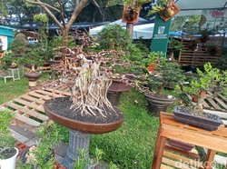 Kecil-kecil Cabe Rawit, Ini Tanaman Termahal di Flona 2022, Puluhan Juta!