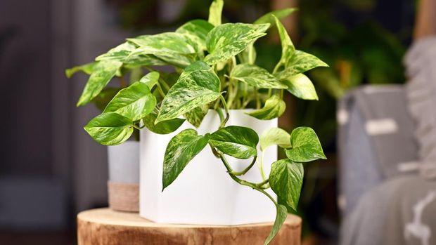 Tropical 'Epipremnum Aureum Marble Queen' pothos houseplant with white variegation in flower pot on wooden table