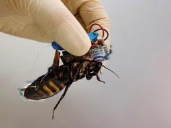Cara Kerja Kecoa Cyborg Buatan Jepang