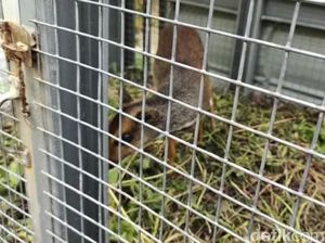 Cerita Kancil Kecil Jadi Penghuni Kantor Desa di Cianjur