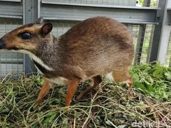 Ironi Kucing Hutan-Kancil yang Dekati Permukiman di Cianjur