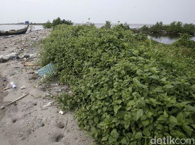 Kondisi Terkini Pulau G yang Ditetapkan Anies Jadi Pemukiman