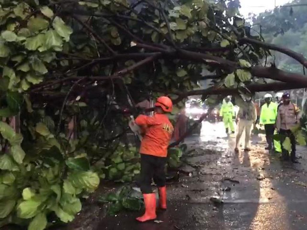 Diguyur Hujan Deras, Pohon Tumbang di Bogor Timpa 3 Pemotor