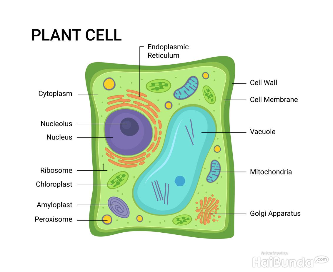 Инфографика растительной клетки