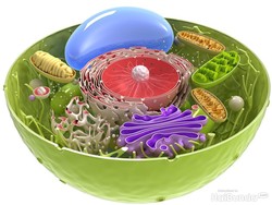 5 Contoh Peristiwa Osmosis dan Cara Mengamatinya, Siswa Catat Nih!