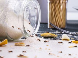 Mudah Ditiru, Ini 7 Cara Menyimpan Gula Agar Semut Minggir!