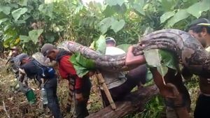 Potret Piton Raksasa Panjang 7 Meter Ditangkap Warga di Muna Barat