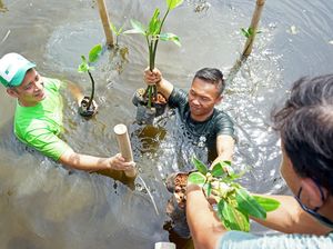 Aksi Tanam 500 Bibit Baru di Taman Wisata Alam Mangrove PIK