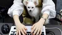 Asik Banget, Karyawan di Jepang Boleh Bawa Anjing ke Kantor