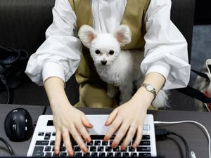 Asik Banget, Karyawan di Jepang Boleh Bawa Anjing ke Kantor