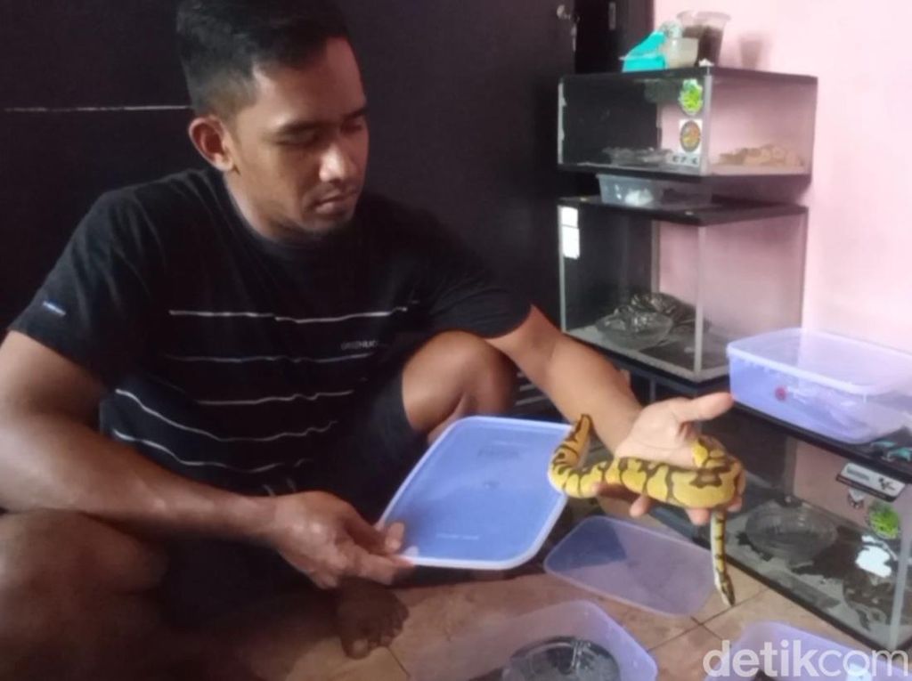 Pemuda Pasuruan Raup Cuan Puluhan Juta Rupiah dari Budi Daya Ular Sanca Bola