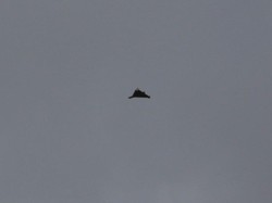 Rentetan Drone Kamikaze Buatan Iran Hantam Ukraina