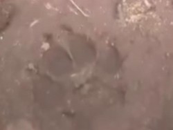 Viral Jejak Harimau di Sekitar RS Pesbar Lampung, Jam Besuk Malam Ditiadakan