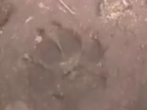 Viral Jejak Harimau di Sekitar RS Pesbar Lampung, Jam Besuk Malam Ditiadakan Viral Jejak Harimau di Sekitar RS Pesbar Lampung, Jam Besuk Malam Ditiadakan