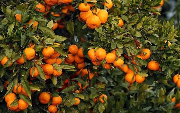 Salah satu jenis buah yang wajib dimakan saat musim gugur.