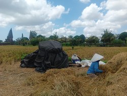 PD Pasar dan Pangan Bakal Borong Gabah dari Delapan Sawah