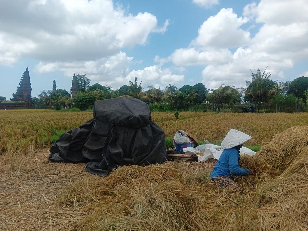 Nur Garap Sawah di Sempidi Badung Cuma Hasilkan Rp 1 Juta untuk 3 Bulan Nur Garap Sawah di Sempidi Badung Cuma Hasilkan Rp 1 Juta untuk 3 Bulan