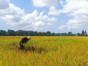 4 Anak Nyoman Weta Petani Sempidi Badung Enggan Ikuti Jejak Ayahnya 4 Anak Nyoman Weta Petani Sempidi Badung Enggan Ikuti Jejak Ayahnya