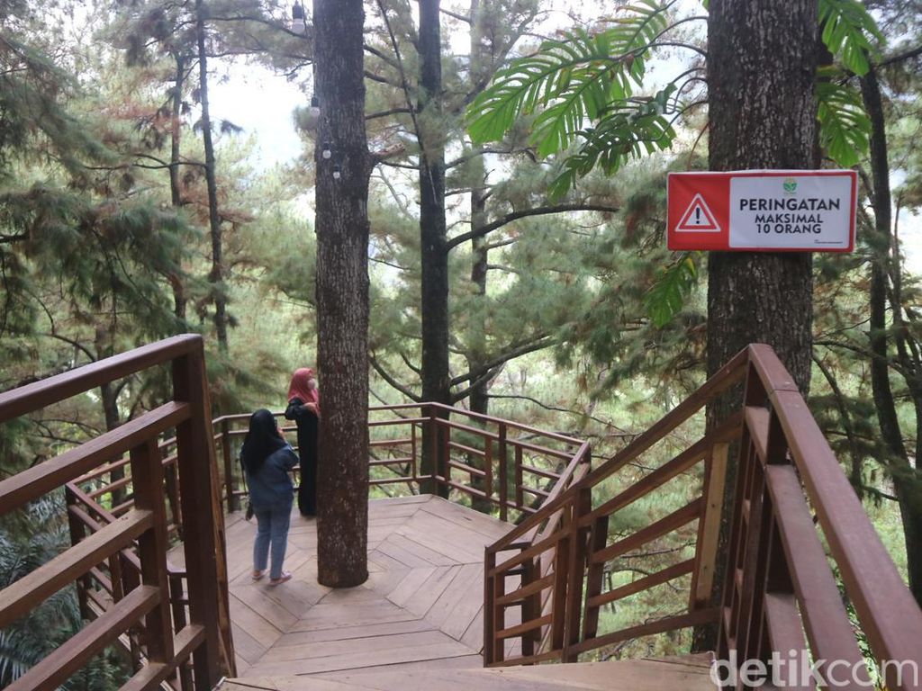 Pecinta Fotografi Bisa Puas Motret di Hutan Pinus Kajar