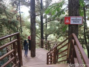 Pecinta Fotografi Bisa Puas Motret di Hutan Pinus Kajar Pecinta Fotografi Bisa Puas Motret di Hutan Pinus Kajar