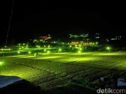 Keindahan Lampu Pengusir Hama di Kebun Bawang Enrekang, Jadi Tempat Wisata