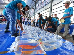 Buleleng Gelar Festival Koi Nasional Berhadiah Rp 43,7 Juta, Daftar Yuk