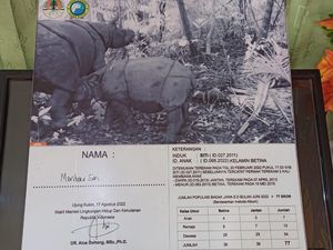 Bayi Badak Jawa Terekam Kamera di Taman Nasional Ujung Kulon Bayi Badak Jawa Terekam Kamera di Taman Nasional Ujung Kulon
