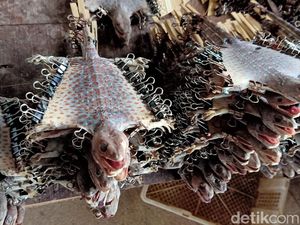 Bisnis Tokek Kering di Banjarnegara, Raup Puluhan Juta-Pasar Ekspor Bisnis Tokek Kering di Banjarnegara, Raup Puluhan Juta-Pasar Ekspor