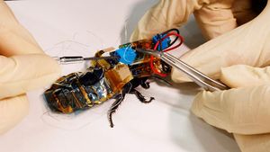 Jepang Bikin Kecoa Robot untuk Misi Kemanusiaan, Begini Wujudnya