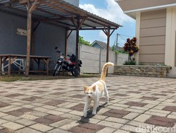 Cara Manusiawi Menyikapi Banyaknya Kucing yang Berkeliaran