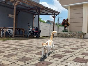 Cara Manusiawi Menyikapi Banyaknya Kucing yang Berkeliaran Cara Manusiawi Menyikapi Banyaknya Kucing yang Berkeliaran