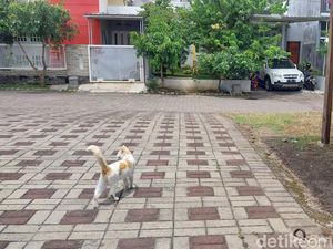 Beragam Solusi Kendalikan Populasi Kucing Domestik Beragam Solusi Kendalikan Populasi Kucing Domestik