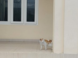 Melihat Lagi Sederet Kasus Penyiksaan dan Penelantaran Kucing