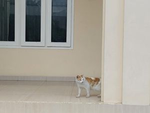 Melihat Lagi Sederet Kasus Penyiksaan dan Penelantaran Kucing Melihat Lagi Sederet Kasus Penyiksaan dan Penelantaran Kucing