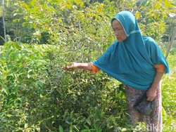 Menengok Mbah Pasiah Penjual Sayur Magelang, Sakit Katarak-Pengin Operasi