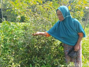 Menengok Mbah Pasiah Penjual Sayur Magelang, Sakit Katarak-Pengin Operasi Menengok Mbah Pasiah Penjual Sayur Magelang, Sakit Katarak-Pengin Operasi