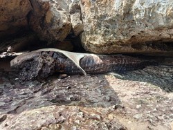 Seekor Paus Mati Terjepit Karang di Pantai Watukarung Pacitan
