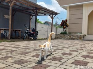 Mulai Terkuak Matinya Kucing Perumahan di Kota Malang Diduga Diracun Mulai Terkuak Matinya Kucing Perumahan di Kota Malang Diduga Diracun