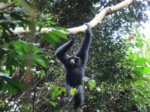 Jacky & Ting-Ting, 2 Ekor Siamang Baru di Kawasan Konservasi Wilmar
