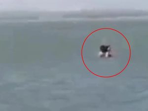 Pasangan Turis Skidipapap di Pantai, Cuma Dihukum Denda Rp 1,8 Juta Pasangan Turis Skidipapap di Pantai, Cuma Dihukum Denda Rp 1,8 Juta