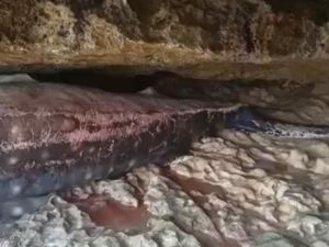 Terkendala Gelombang Laut, Paus Mati Terjepit Karang di Pacitan Gagal Dievakuasi