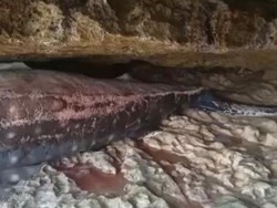 Terkendala Gelombang Laut, Paus Mati Terjepit Karang di Pacitan Gagal Dievakuasi