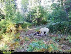 Beruang Putih Langka Tewas Diterkam Serigala, Kok Bisa?