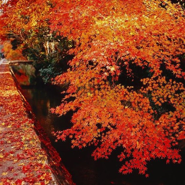 Daun maple yang berguguran/Foto: id.pinterest.com/TERRIENSEUL Selain mengumpulkan chesnut, masyarakat Jepang juga memiliki kebiasaan mengumpulkan daun maple sebagai penghargaan terhadap musim gugur/Foto: id.pinterest.com/TERRIENSEUL