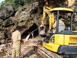 Bangkai Paus di Pacitan Berhasil Dievakuasi, Penguburan Dilakukan Besok